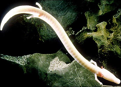 Olm1.jpg